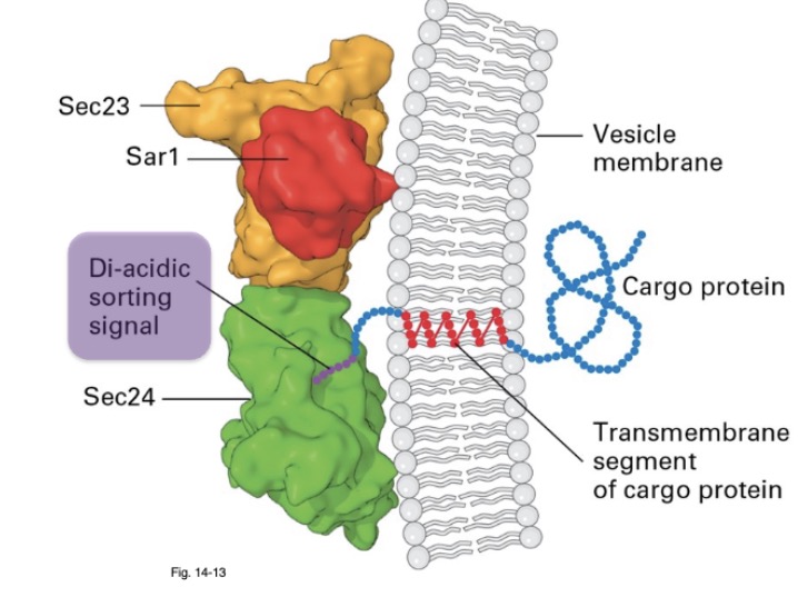 <ol><li><p>diacidic sorting signal: Asp-x-Glu (GxE)</p></li><li><p>dihydrophobic signal: Phe-Phe (FF)</p></li></ol><ul><li><p>Sec24 subunit of COPII coat binds to sorting signal</p></li></ul>