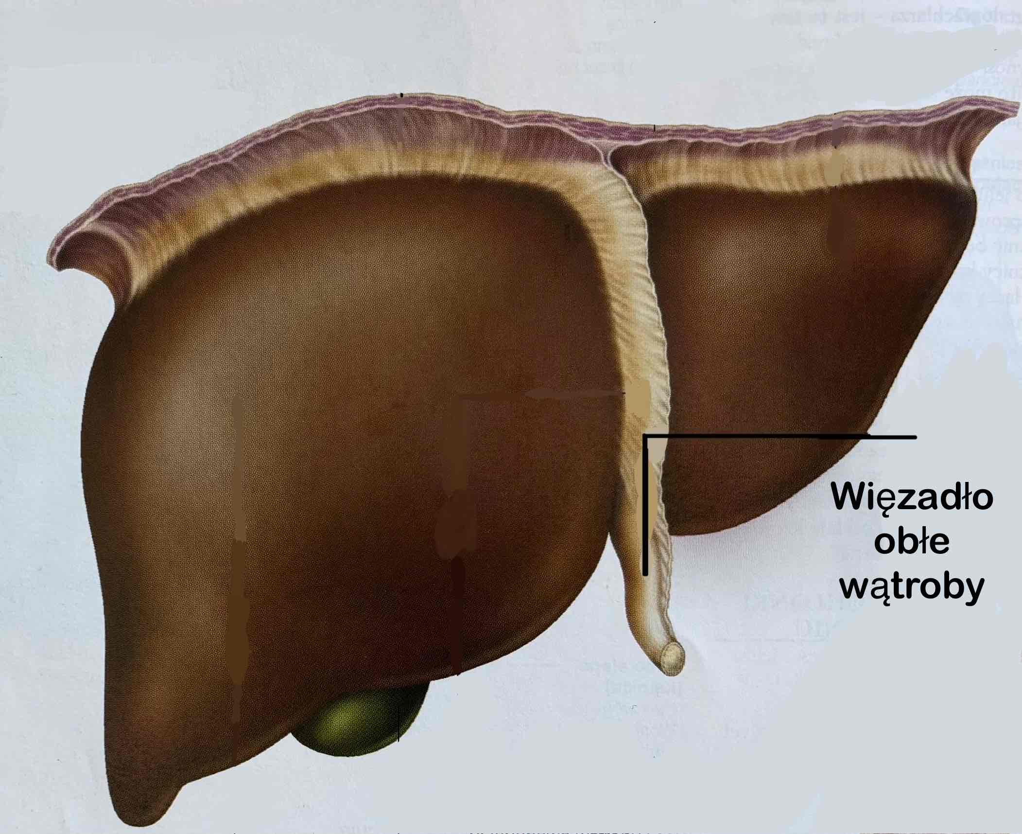 <p>Więzadło obłe wątroby (z definicją)</p>