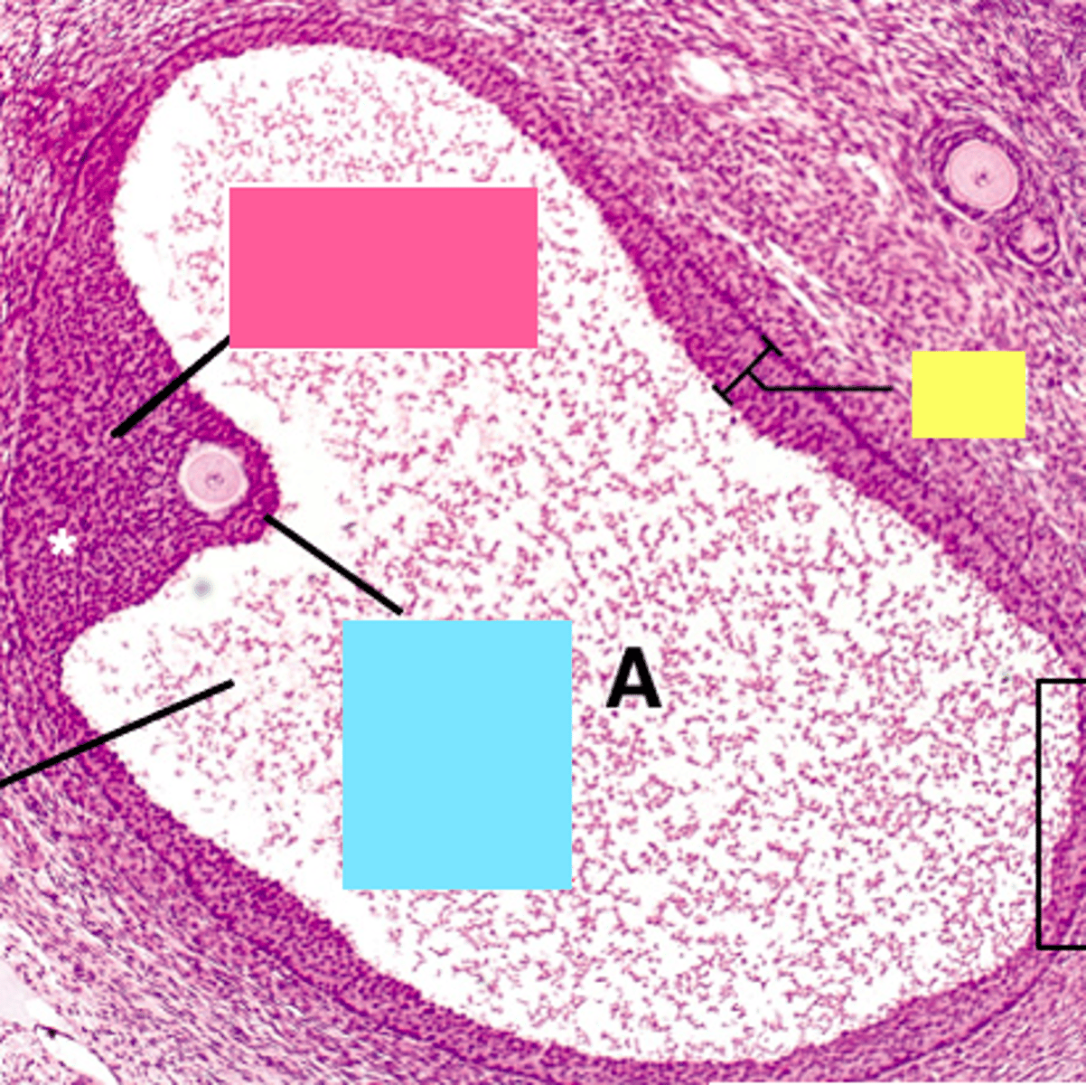 <p>ID the blue structure:</p>