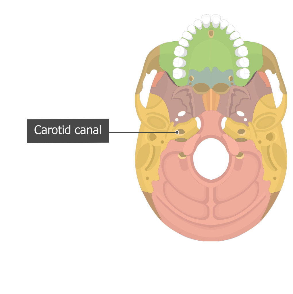 <p>[BONES TO KNOW; cavities/holes] hole in the base of the skull that allows the <u>carotid arteries</u> to pass through</p>