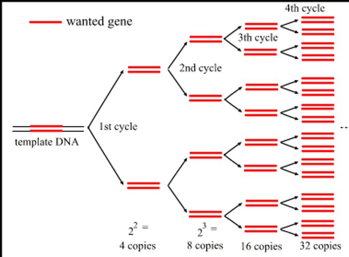 <p>A technique that quickly produces many copies of DNA fragment.</p>