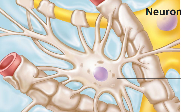 <ul>
<li>filter blood in CNS</li>
<li>control capillary permeability</li>
<li>control chemical enviroment of neurons</li>
<li>wrap blood vessels (filter)</li>
<li>blood-brain barrier</li>
<li>protect brain from toxins, chemicals, etc</li>
</ul>