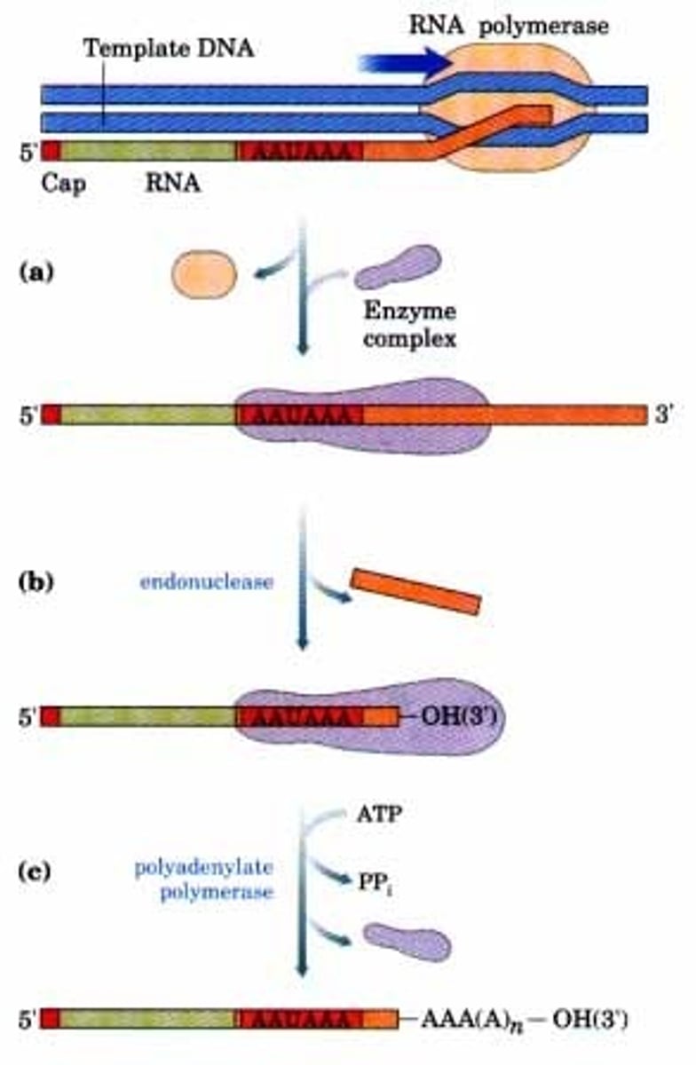 <p>Polyadenylate polymerase is the enzyme responsible for catalyzing the construction of the poly-A tail.</p>