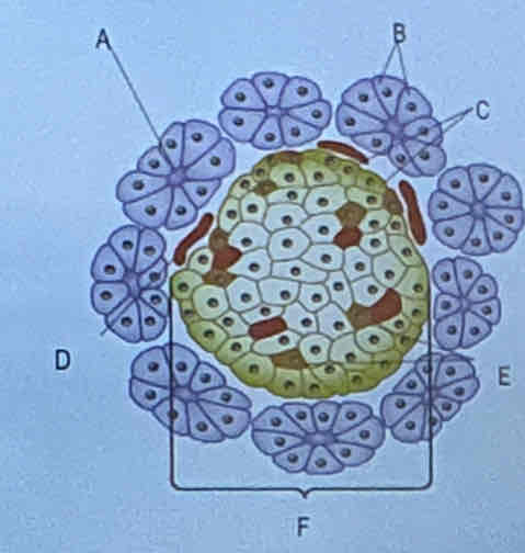 <p>Describe the histology of the pancreas using this diagram. </p>