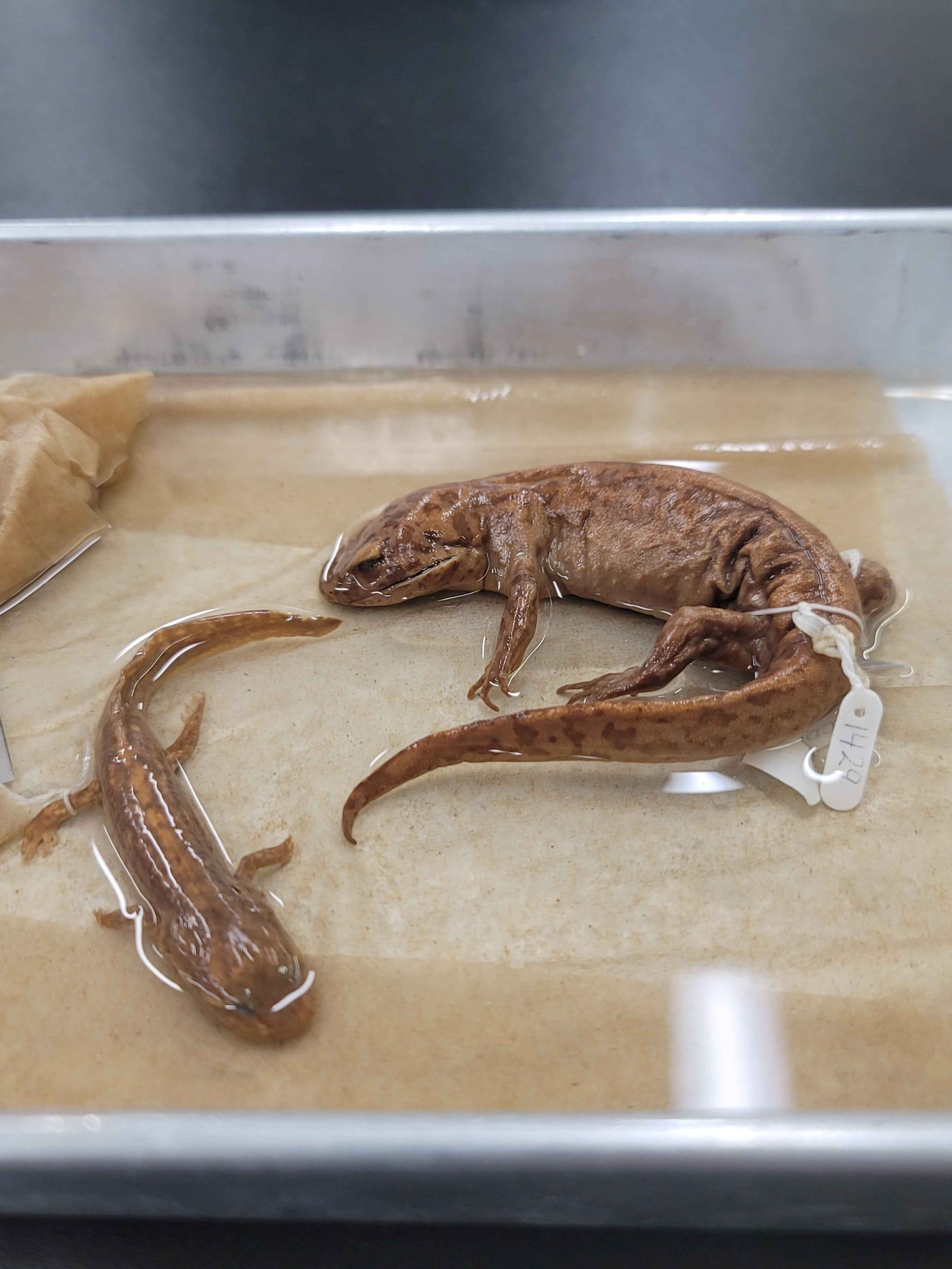 <p><span>Dicamptodon tenebrosus</span><br></p>