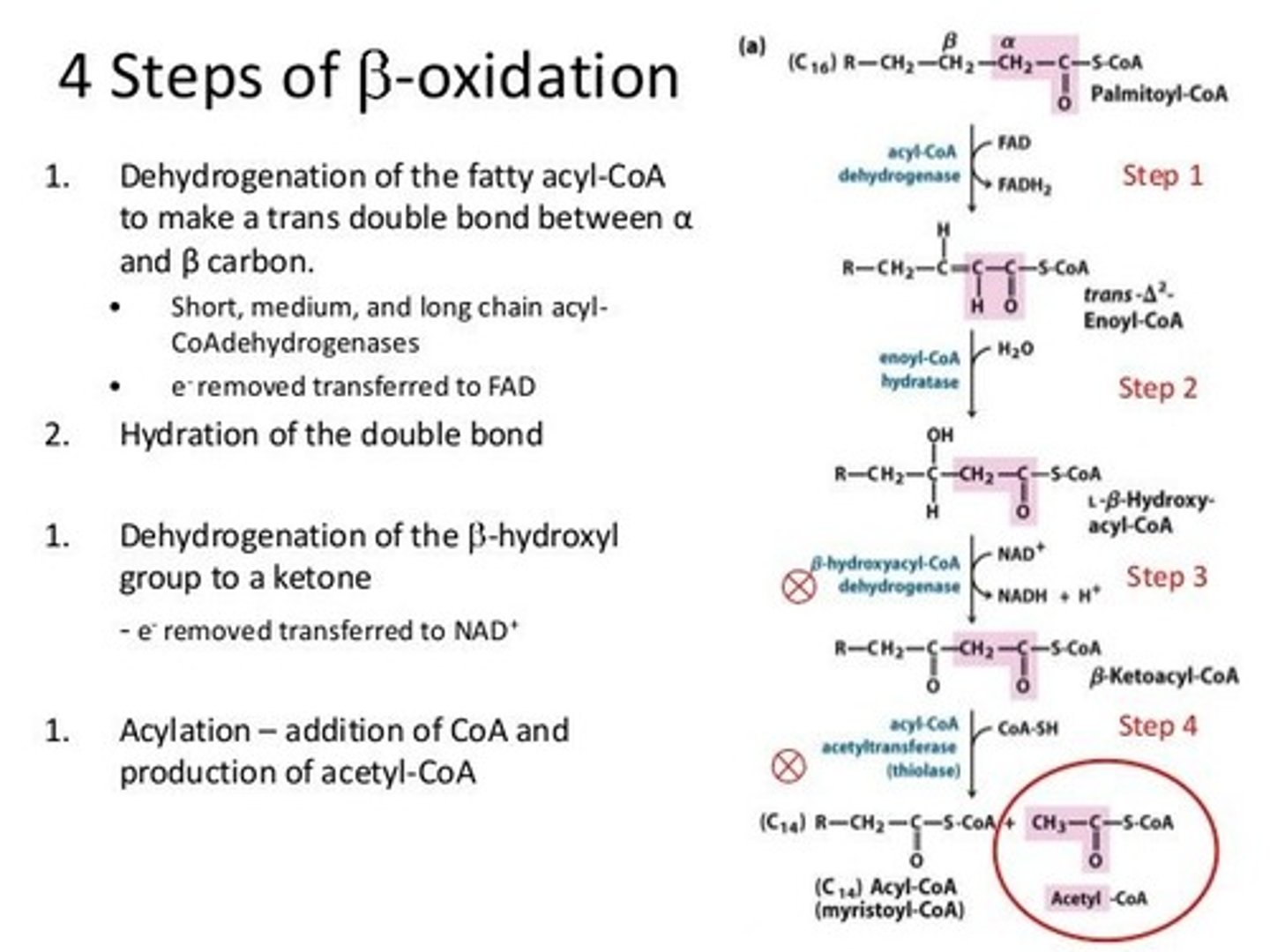 <p>It is absolutely necessary to be able to do this for the MCAT. And because it is so challenging to memorize all of this point blank, we've created our Metabolic Pathways Mastery Course: https://mcatselfprep.com/course/andrews-metabolic-pathways-mastery-course/</p>