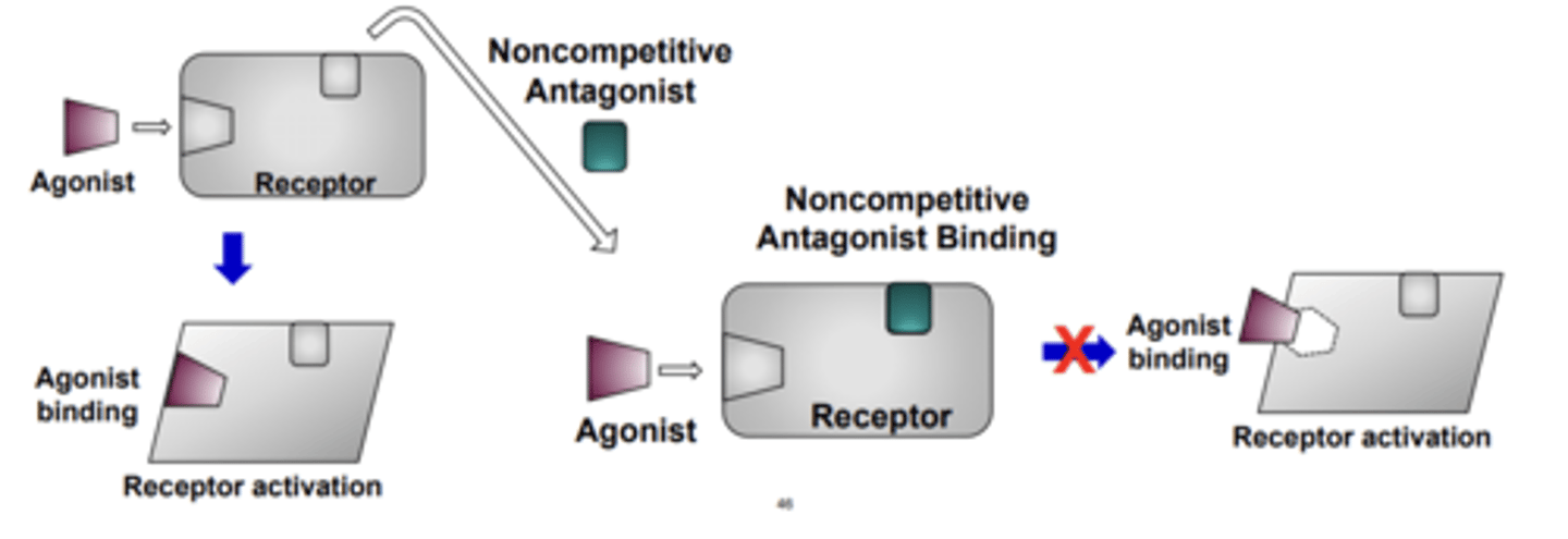 <p>bind irreversibly to sites different from the agonist binding site(s) but inhibit the receptor function</p><p>- mediated by an allosteric mechanism </p>