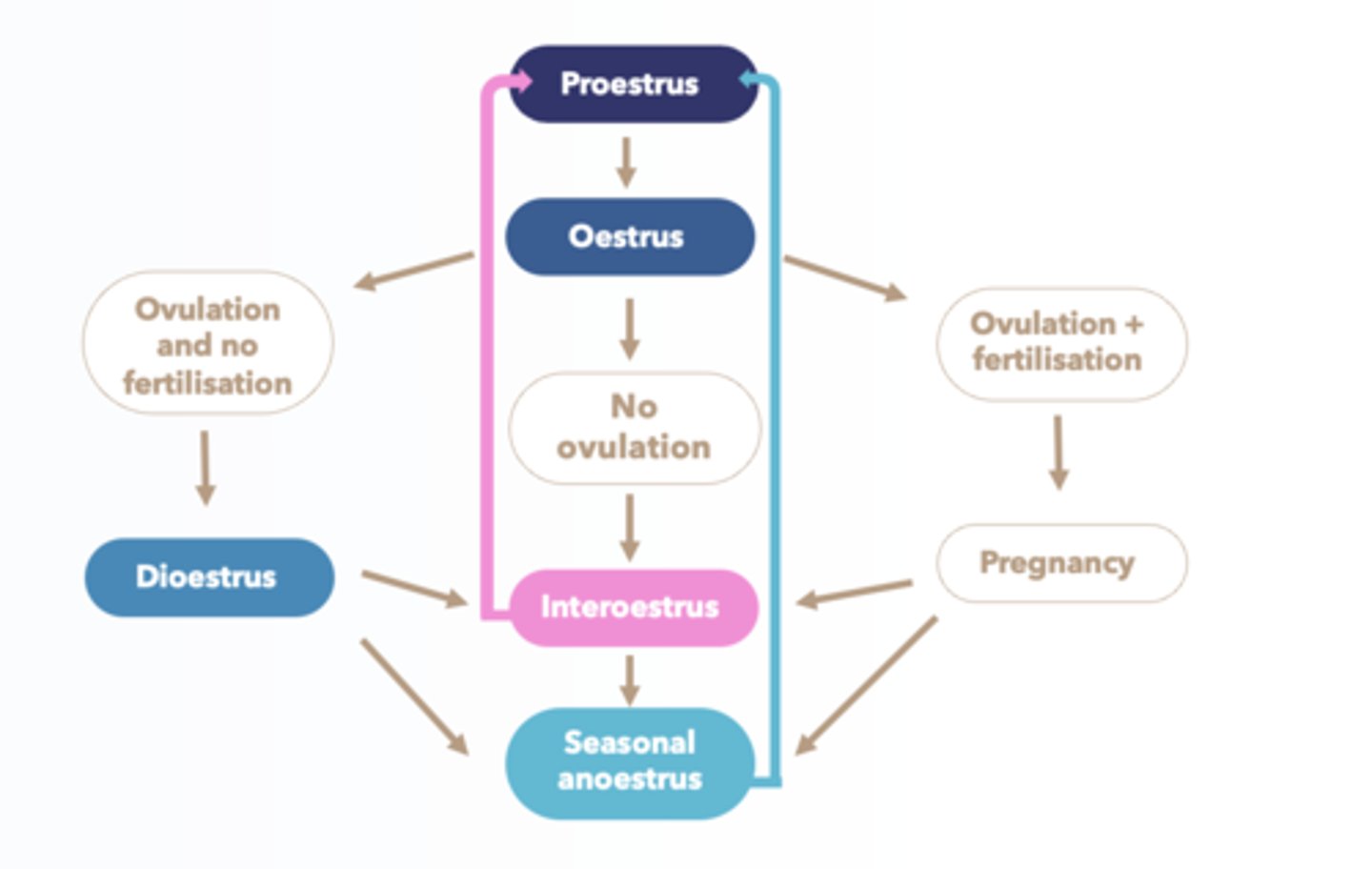 <p>Proestrus then oestrus then ovulation (+/- fertilisation) then dioestrus or pregnancy then return to interoestrus or seasonal anoestrus (dependant on time)</p>