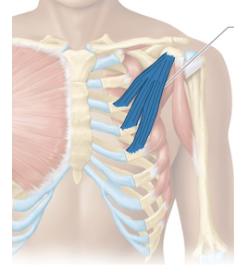 <p>Depresses and protracts the scapula </p>