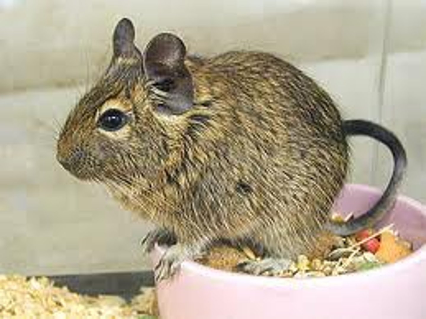 <p>Common Degu</p>