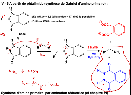 <ul><li><p>À partir d’un phtalmide</p></li></ul><p>1) Reaction acide-base lui faisant perdre son H</p><p>2) SN lui donnant le substituant du X </p><p>3) Détachement du R-NH2 si presence 2 NaOH /1 NH2-NH2</p>