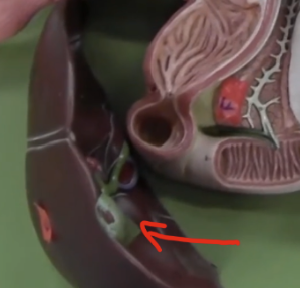 <p>bile stored here until necessary </p>