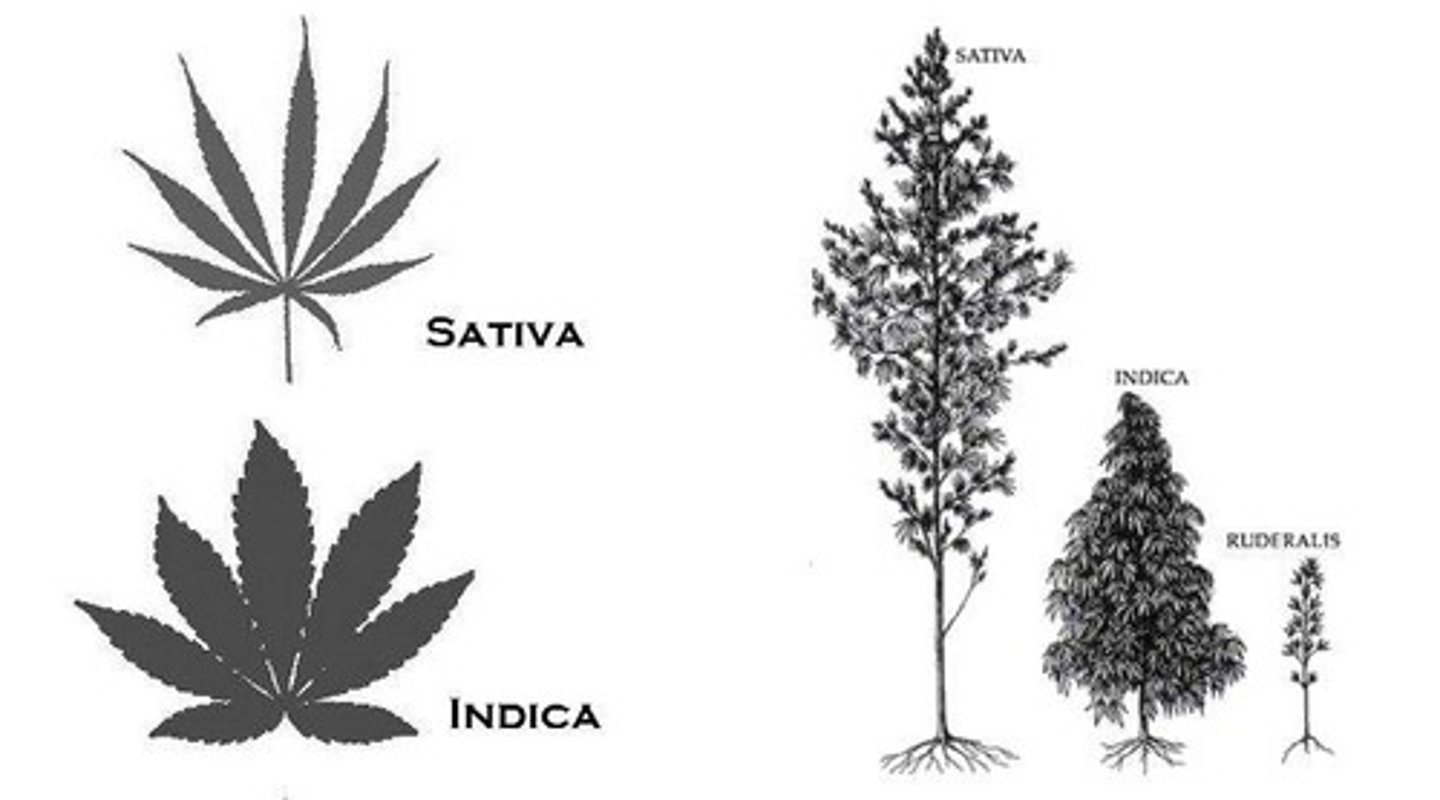 <p>Uplifting and energetic effects, cerebral, spacey or hallucinogenic, best suited for day use.</p>