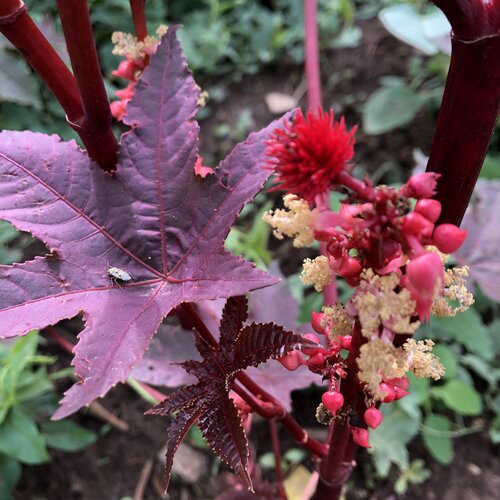 <p>large palmately lobed burgundy leaves, 6-10’ tall in habit depending on conditions, low drought tolerance, red spikey seed pods</p>