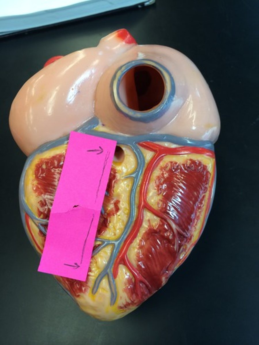 <p>separates ventricles of the heart on the posterior side</p>