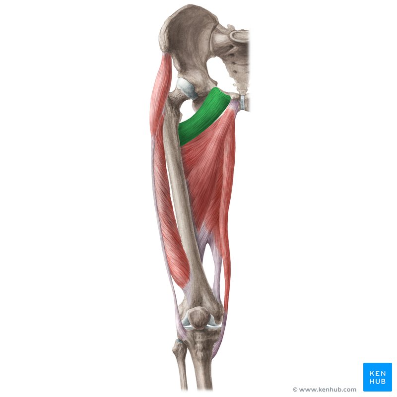 <p><span>Adducts and slightly flexes hip joint; assists with lateral rotation</span></p>