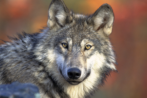 <p><em>Canis lupus </em></p>
