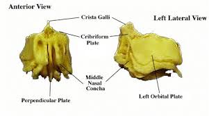 in ethmoid bone