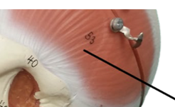 <ul><li><p>Muscle of mastication</p></li></ul><p></p>