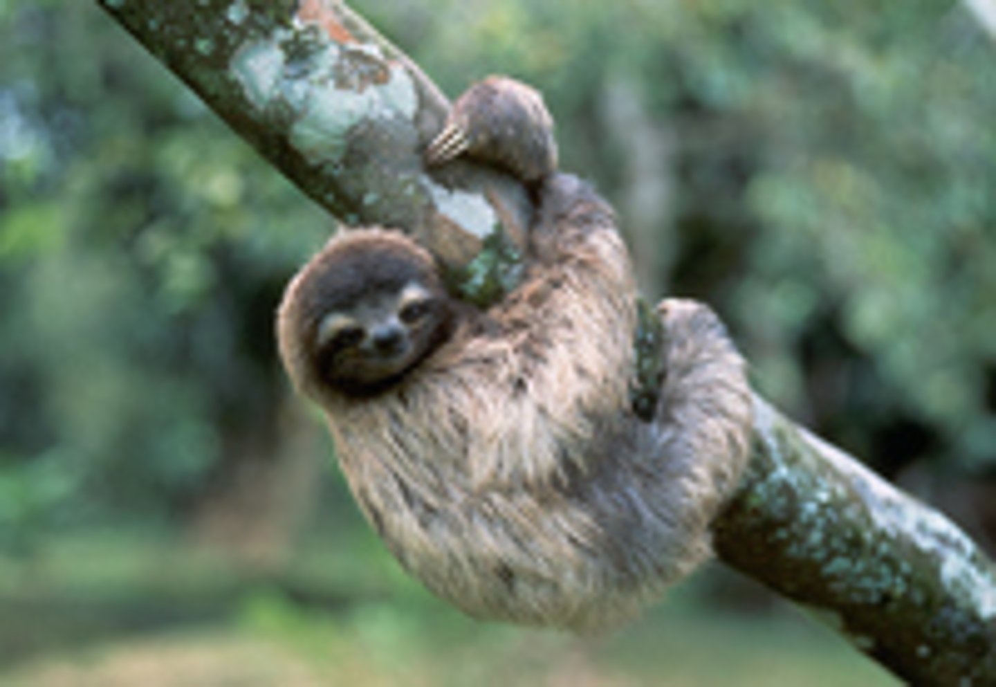 <p>lazy</p><p>an animal that lives in trees in tropical parts of America and moves very slowly</p>