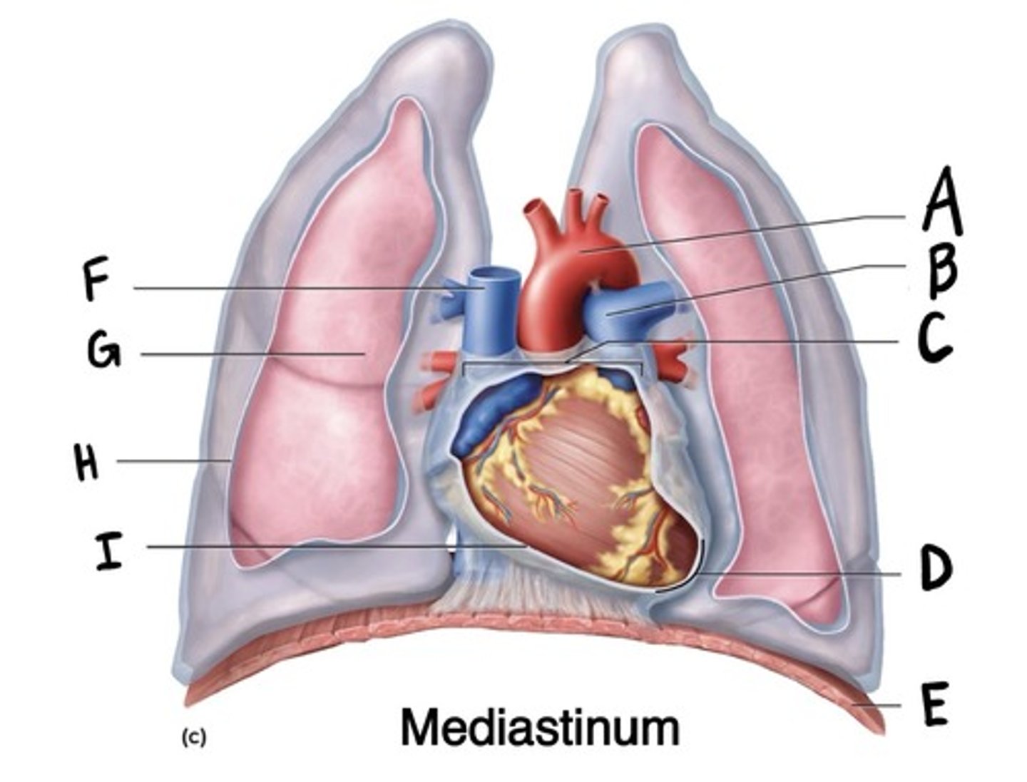 <p>What is H?</p>