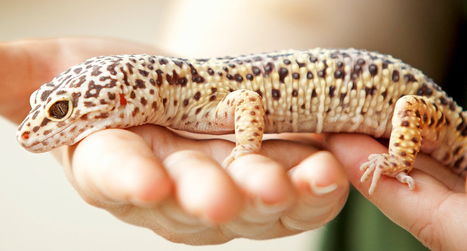 Leopard gecko