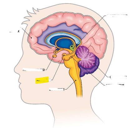 <p>Hvaða hlut i heilans er þetta?</p>