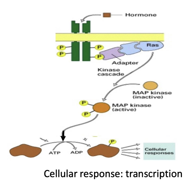 <ul><li><p>RTKs have:</p><ul><li><p>Extracellular signal-binding domain</p></li><li><p>Single transmembrane domain</p></li><li><p><strong>Intrinsic kinase activity</strong> on cytoplasmic side</p></li></ul></li><li><p>Ligand binding → <strong>dimerization</strong> → <strong>autophosphorylation</strong></p></li><li><p>Activates downstream signaling via <strong>Ras G-protein </strong>(intracellular, membrane-anchored protein)</p></li><li><p>Key players that regulate and link Ras to the activated RTK:</p><ul><li><p><strong>GRB2</strong> (adaptor protein)</p></li><li><p>Ras effectors</p><ul><li><p><strong>GEF</strong> (activates Ras)</p></li><li><p><strong>GAP</strong> (inactivates Ras)</p></li></ul></li></ul></li><li><p>Activated Ras → <strong>MAP kinase cascade</strong></p></li><li><p>MAP kinase → phosphorylates transcription factors → changes gene expression</p></li></ul><p></p>