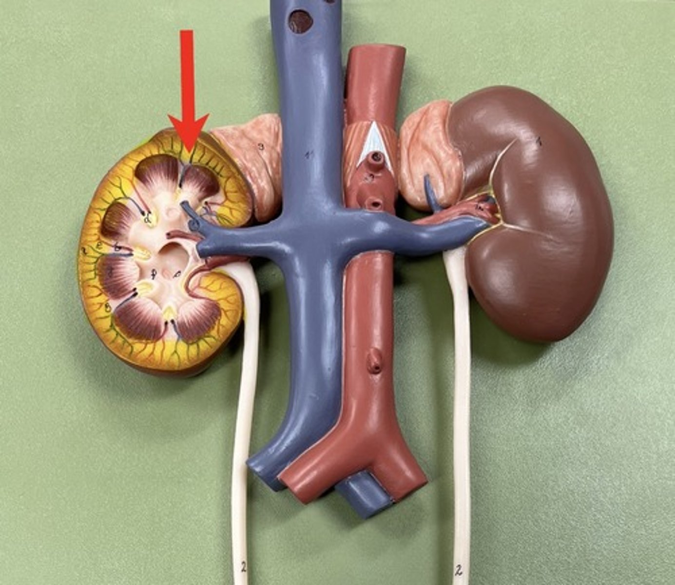 <p>(outer region)</p>