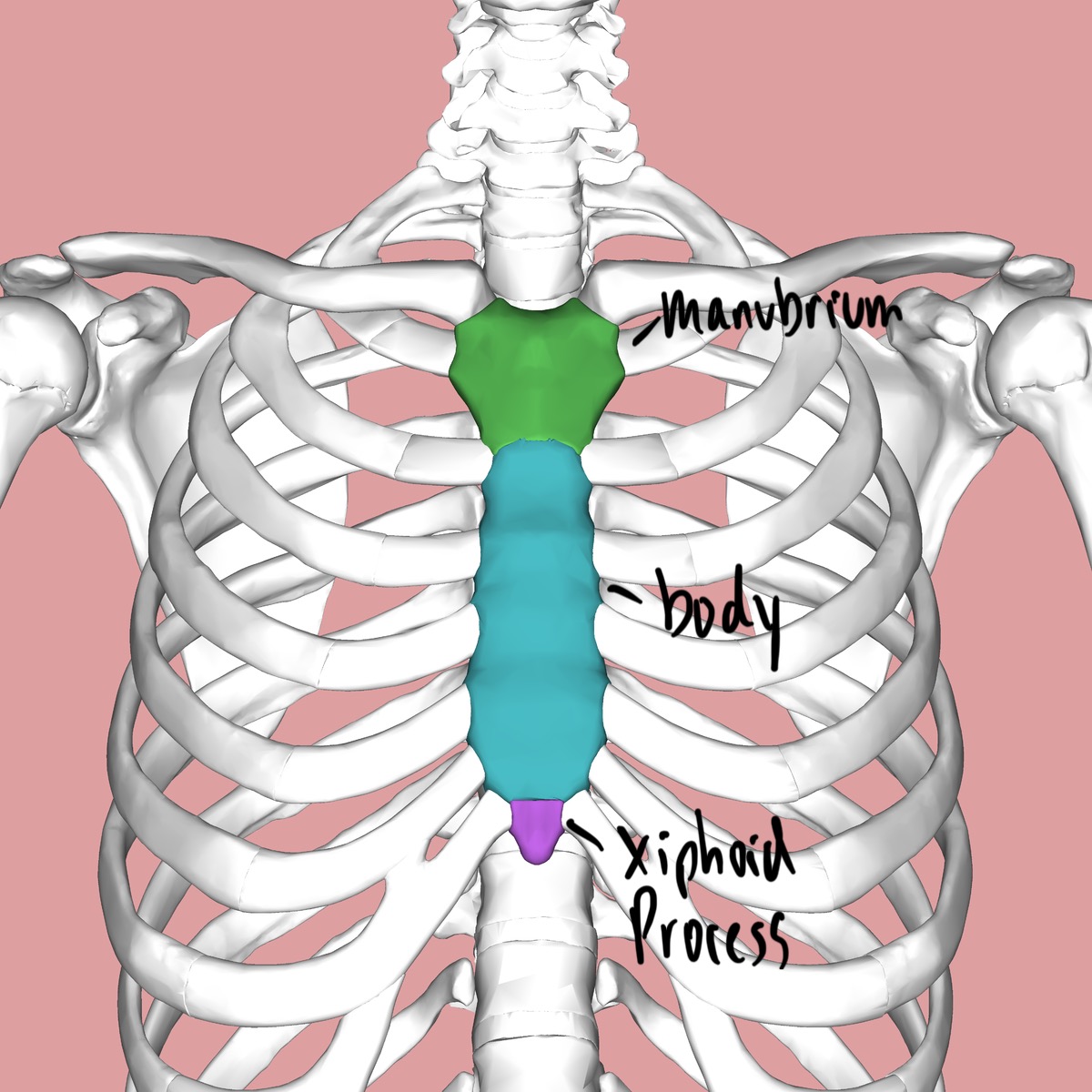 <p>the superior portion of the sternum</p>