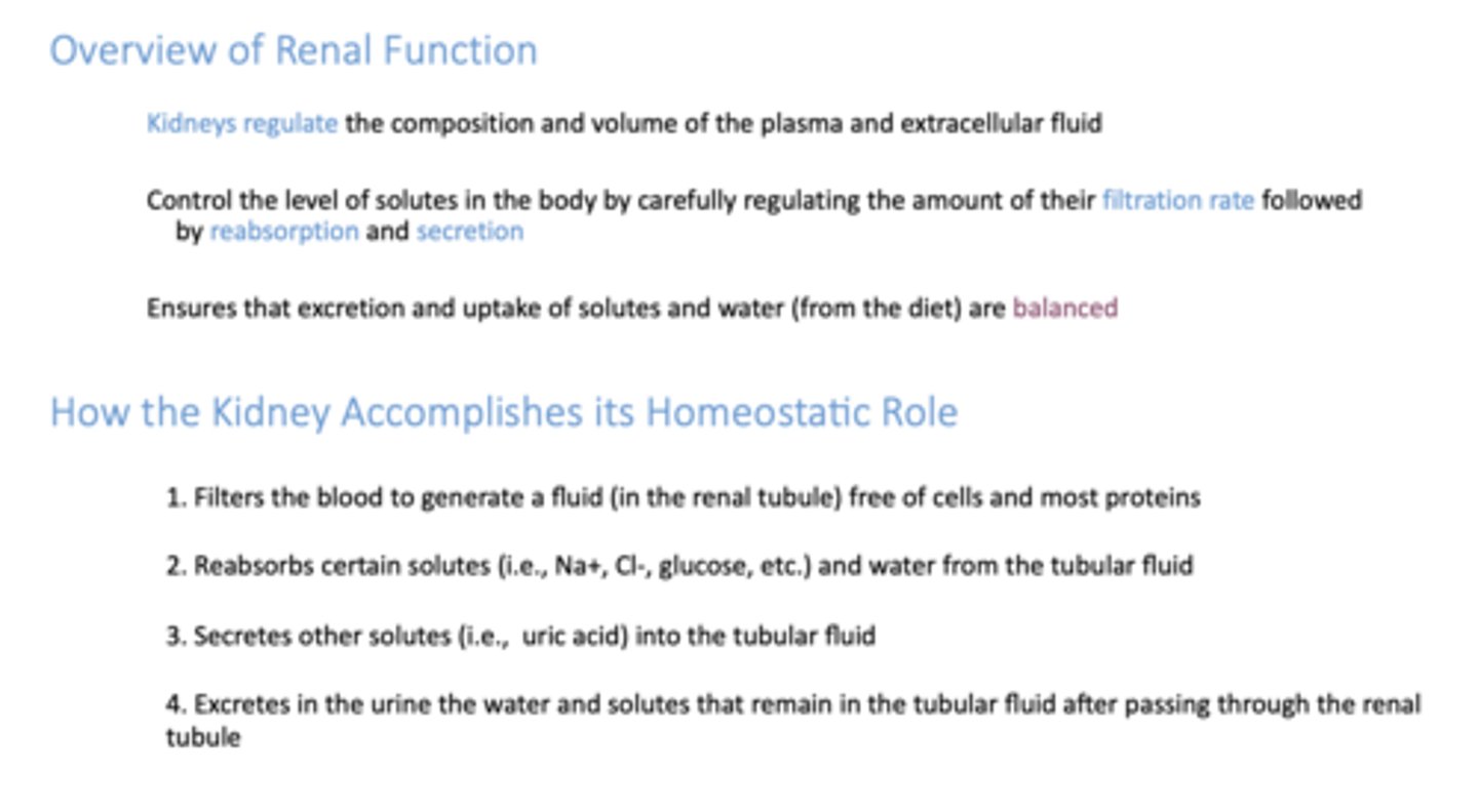 <p>- Filtration</p><p>- Reabsorption</p><p>- Secretion</p><p>- Excretion</p>