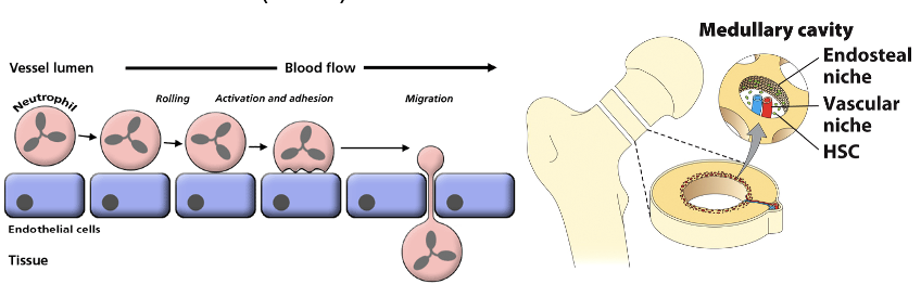 <ul><li><p><span><strong><span>Stromal cells</span></strong><span> express soluble cytokines &amp; membrane-bound proteins that promote HSC proliferation &amp; differentiation (a </span><strong><span>stem cell niche</span></strong><span>)</span></span></p></li><li><p><span><strong><span>Osteoblasts</span></strong><span> in the </span><strong><span>endosteal niche</span></strong><span> produce bone tissue and also direct the mitosis &amp; differentiation of HSCs</span></span></p></li><li><p><span><span>As cells differentiate, they migrate into the </span><strong><span>vascular niche </span></strong><span>and enter blood vessels</span></span></p></li><li><p><span><span>Immune cells have very pliable cytoskeletons to </span><strong><span>extravasate</span></strong><span> in and out of blood vessels; </span><strong><span>cell adhesion molecules (CAMs) </span></strong><span>assist</span></span></p></li></ul><p></p>