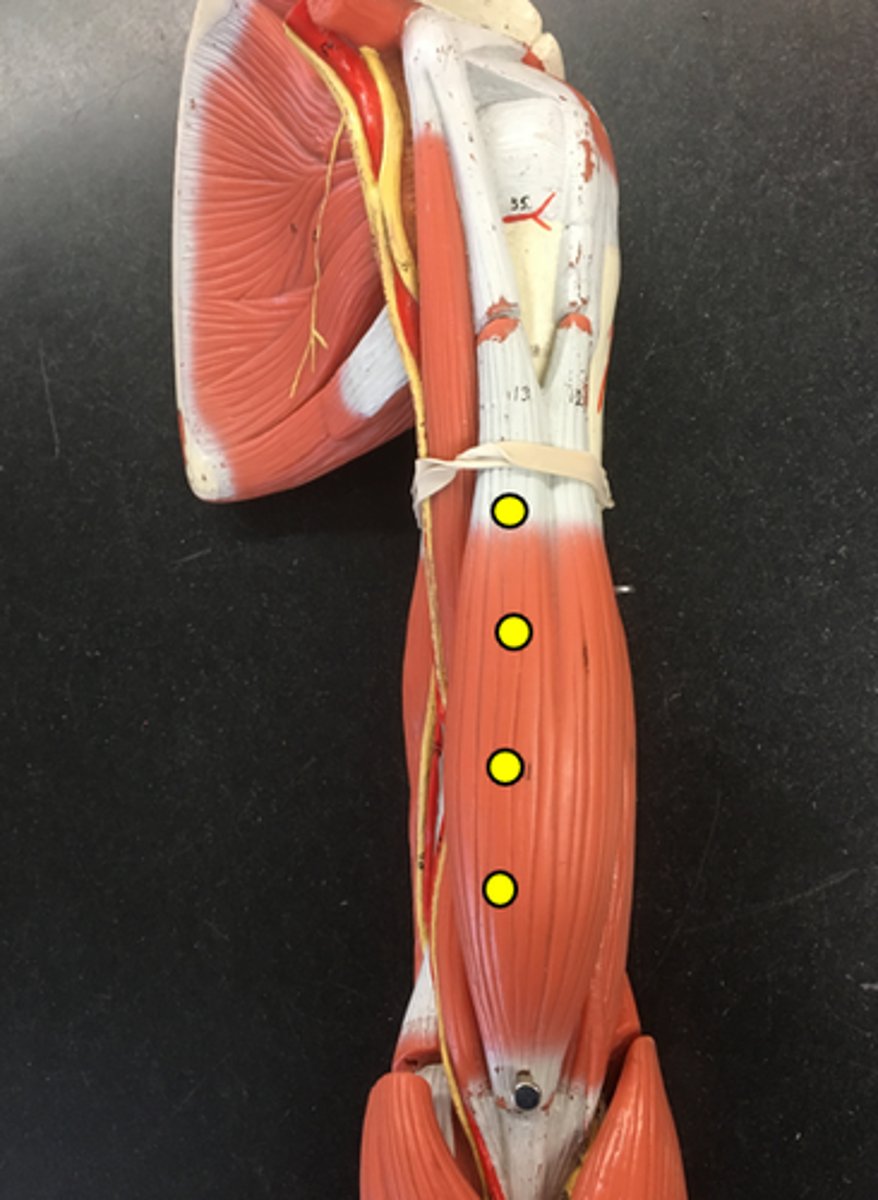 <p>On the medial side</p>