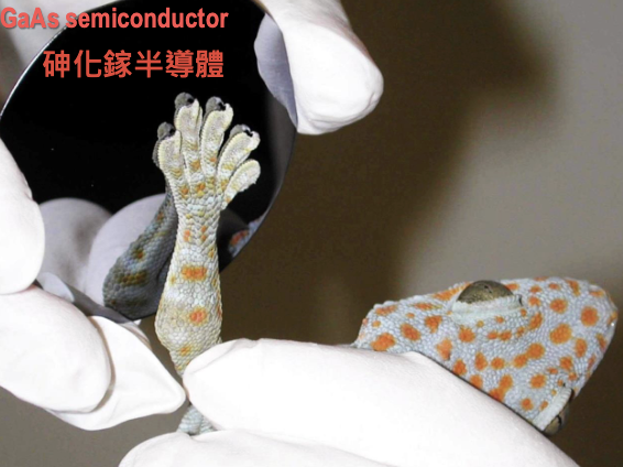 <p>As it adheres to molecularly smooth hydrophobic GaAs semiconductor. the strong adhesion between the hydrophobic surfacae of the gecko’s toes and the hydrophobic GaAs surfaces demonstrates that the mechanism of adhesion in geckos is Van der Waals force</p>