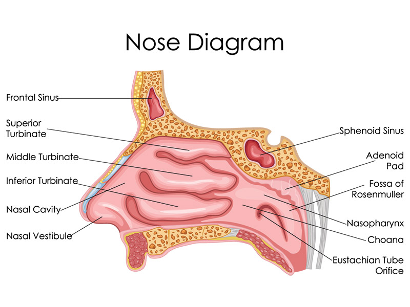 <p>Three long, bony projections (superior, middle, and inferior) on either side of the nasal cavity. They break up and slow down inhaled air.</p>