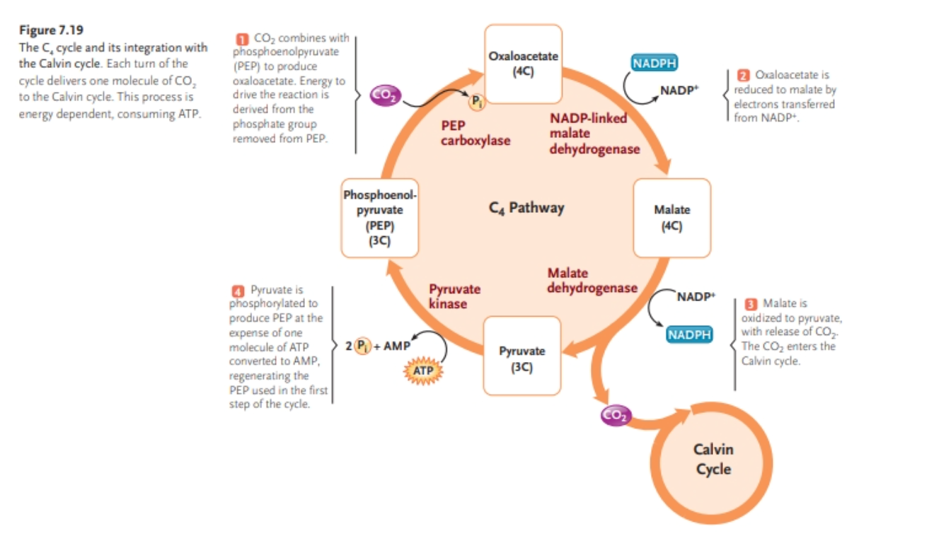 It’s regarding the carboxylation reactions