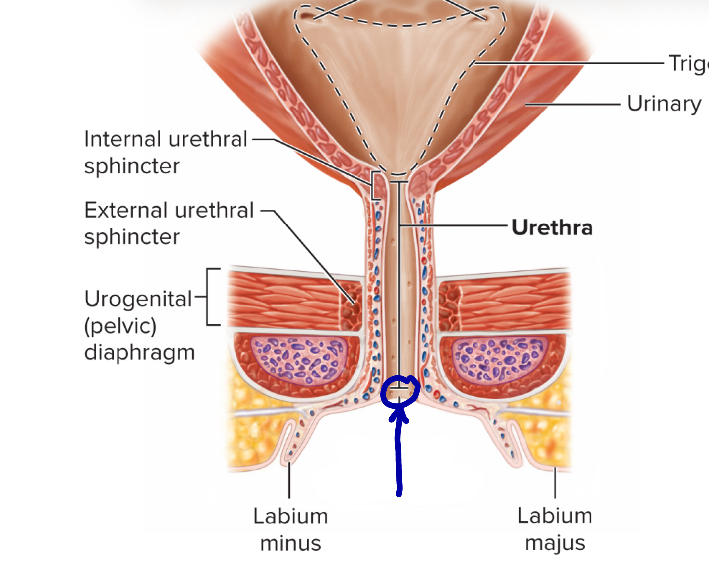 <p>Name the structure </p>