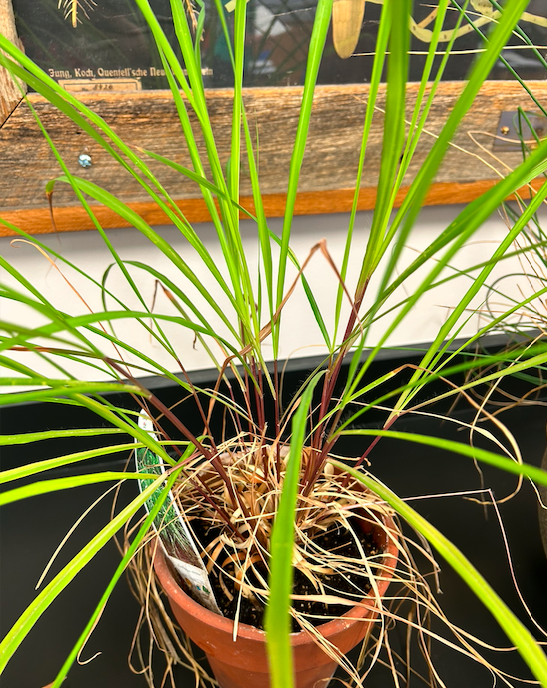 <p>Poales</p><p><span style="background-color: transparent;"><span>Poaceae</span></span></p>