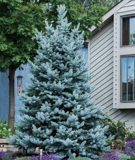 <p>blue spruce</p>