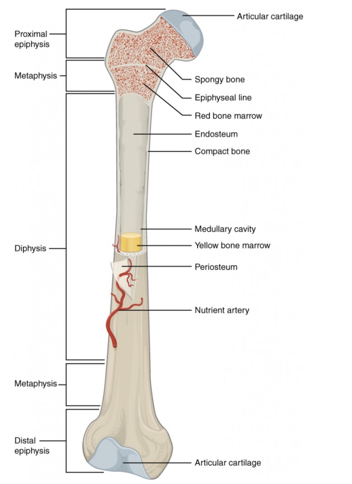 <p><span>Line between epiphysis and diaphysis.</span></p><p><span>Marks where growth occurred (growth plate in children).</span></p>