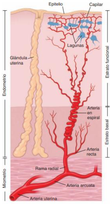 <ul><li><p><strong>Arteria uterina:</strong> Se encuentran en el miometrio.</p></li><li><p><strong>Arteria arcuata: </strong>Se originan de las arterias uterinas en el miometrio.</p></li><li><p><strong>Arteria radial: </strong>Ramificaciones que se dirigen hacia el endometrio (marca el límite con el miometrio).</p></li><li><p><strong>Arteria recta:</strong> Ramificación de la arteria radial.</p></li><li><p><strong>Arteria espiralada:</strong> Irriga el endometrio y da lugar a arteriolas y capilares.</p></li></ul><p></p>