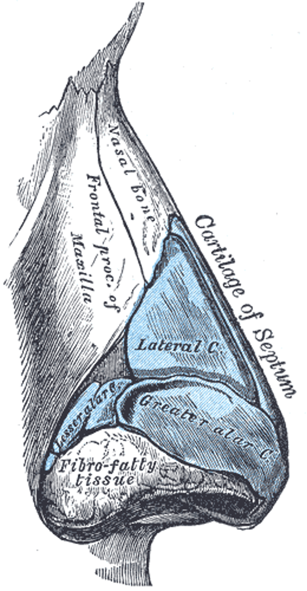 <p>inferior portion of external nose</p>