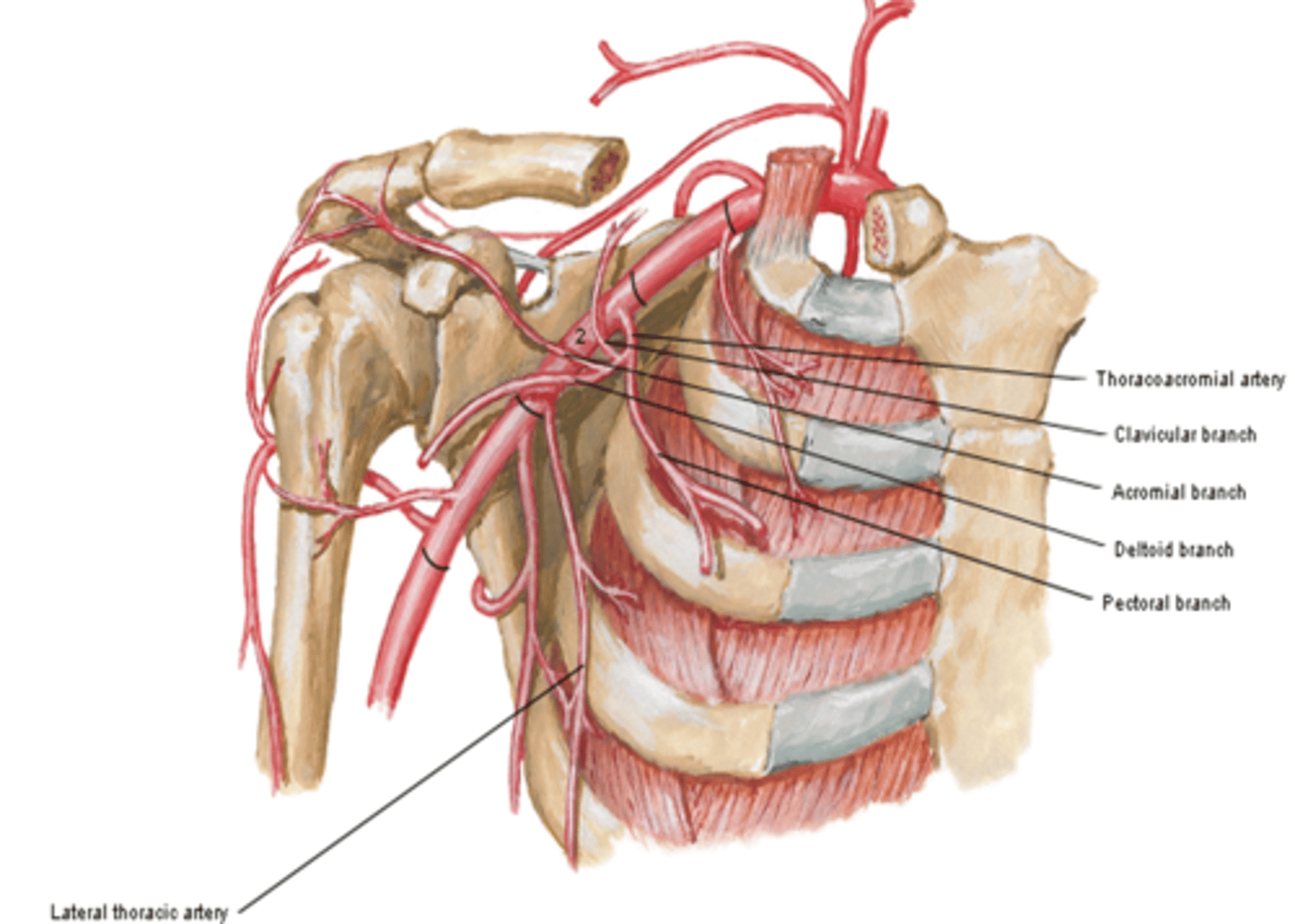 <p>-Clavicular: clavicular area</p><p>-Acromial: major supplier of rotator cuff</p><p>-Deltoid: deltoid muscle and area</p><p>-Pectoral: pectoralis major and minor muscles</p>