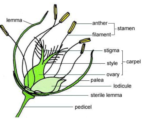 <p>Monocot Flower parts</p>