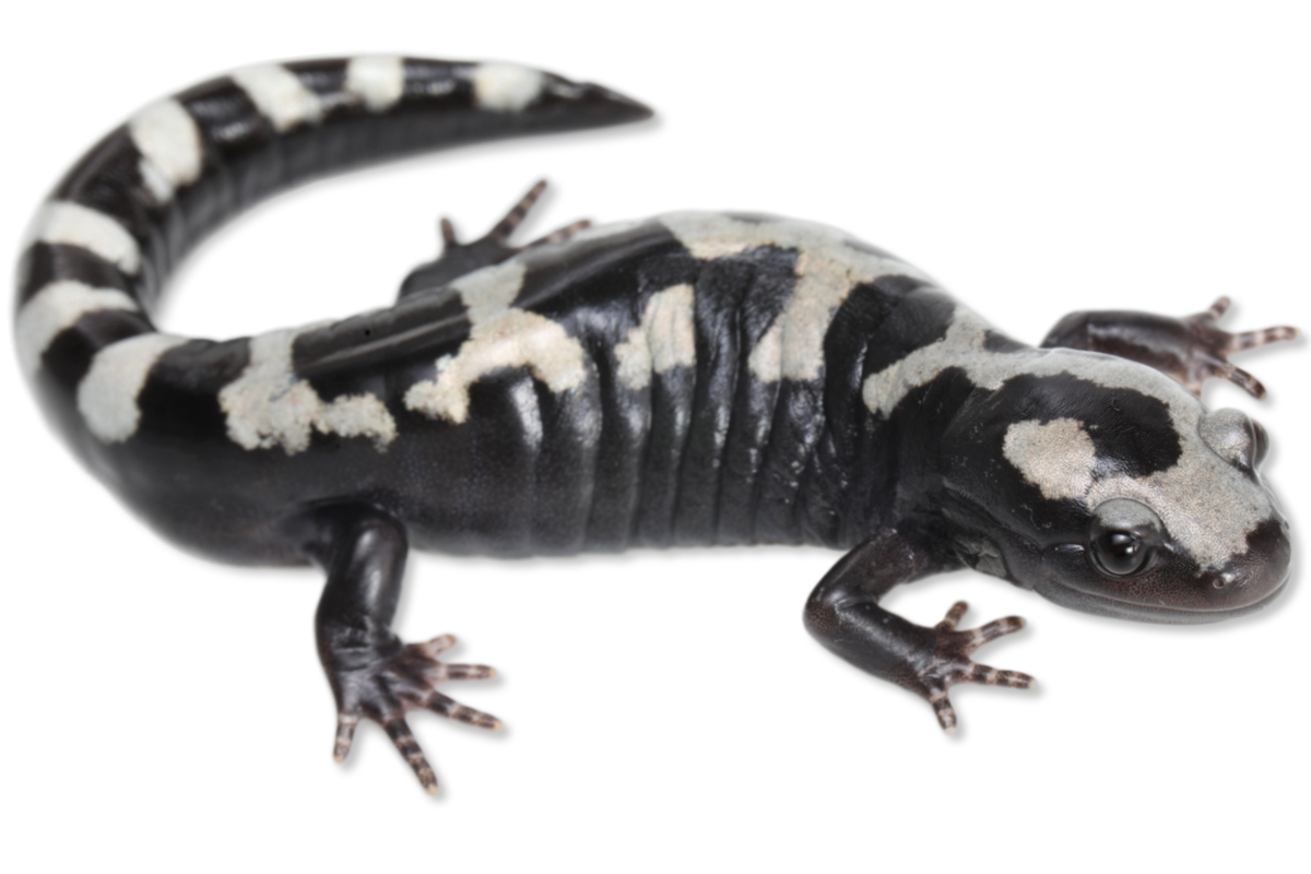 Ambystomatidae - Ambystoma opacum