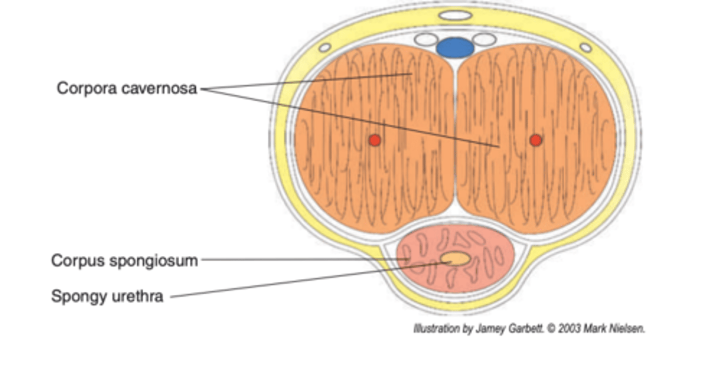 <p>the connective tissue structure of the penis that contains venous sinuses and the spongy urethra</p>