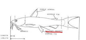 <p>An elongate structure at the base of the pectoral or ventral fins in some fish. </p>