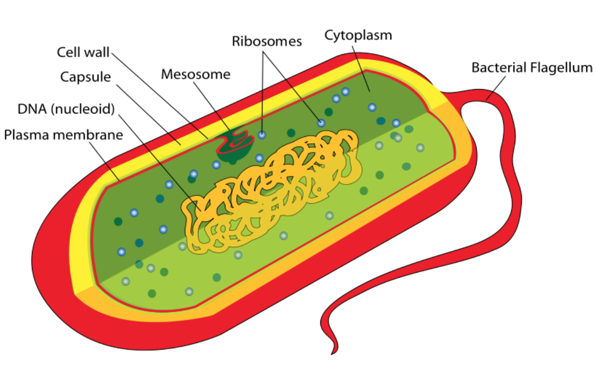 <p>Prokaryotic cells </p>