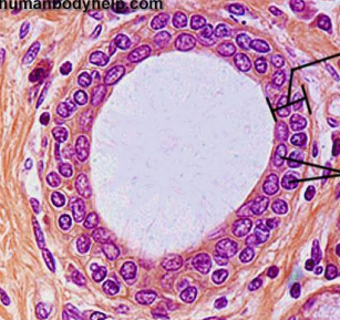<p>Classify epithelium based on shape and number of layer, location, and function</p>