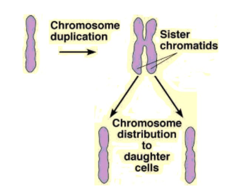 <p>Long and must be packed tightly to fit in the nucleus.</p>